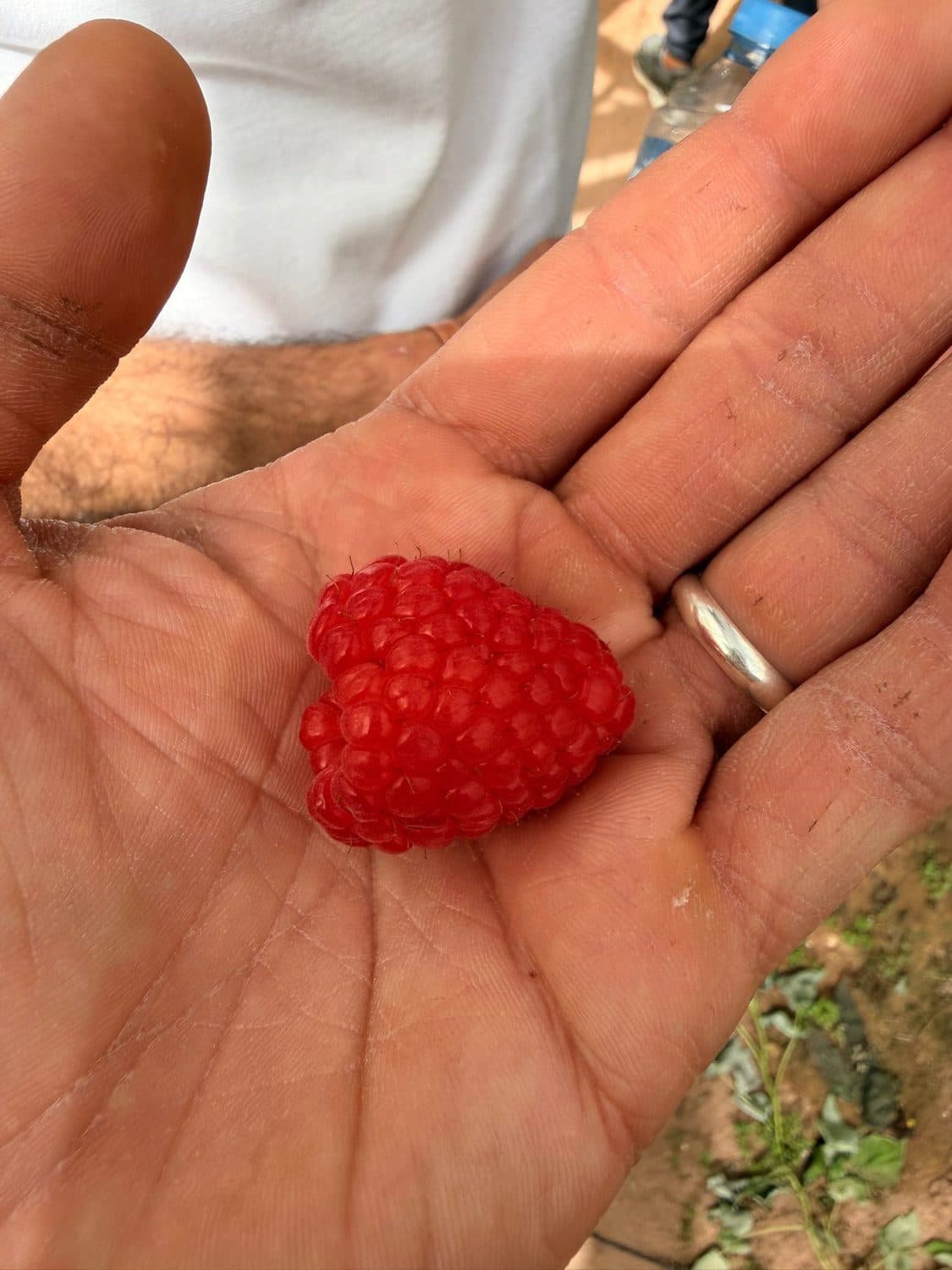 Premium fresh Moroccan raspberry, hand-harvested at origin