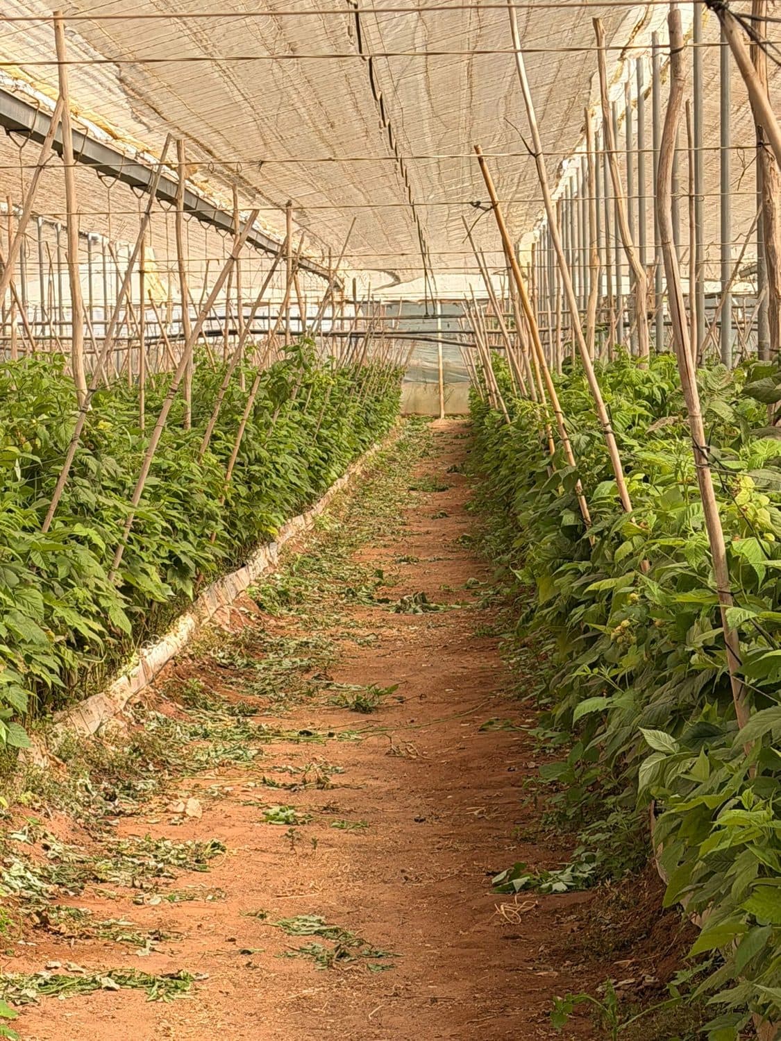 Raspberry greenhouse rows in Morocco's Loukkos region