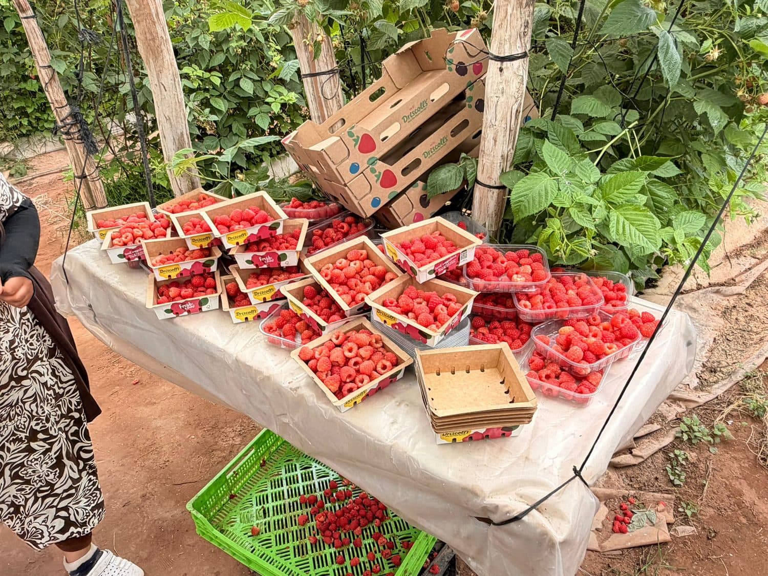 Fresh raspberry harvest being packed in the Loukkos region