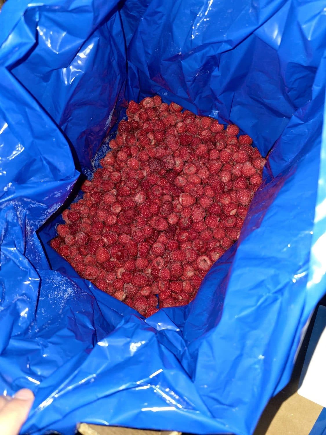 IQF frozen whole Moroccan raspberries, standard grade
