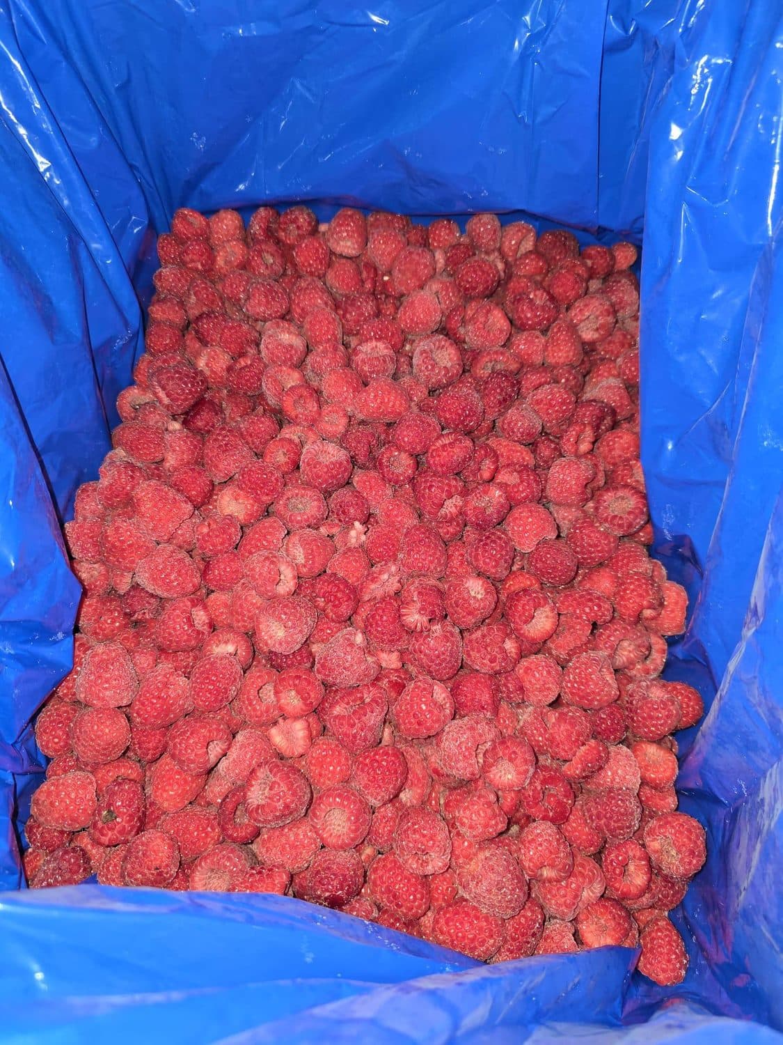 IQF frozen whole Moroccan raspberries, individually quick frozen