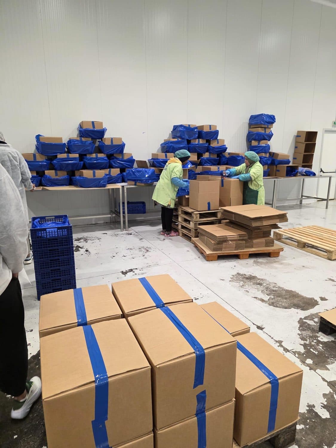 Export cartons packed and palletised under food-safety controls